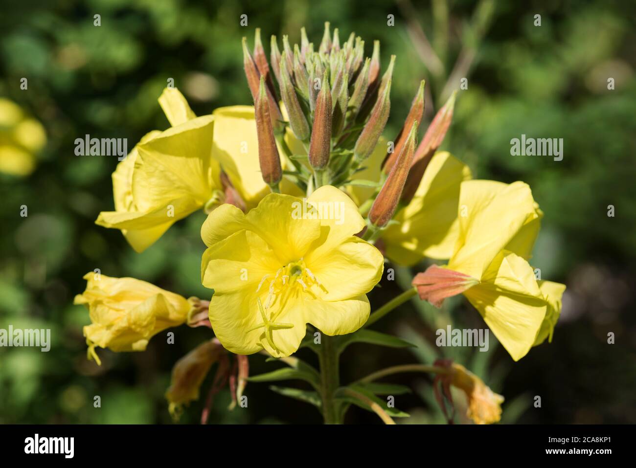 The flowers and buds of Evening Primrose - Oenothera biennis, aka Evening Star or Sundrop. Stock Photo