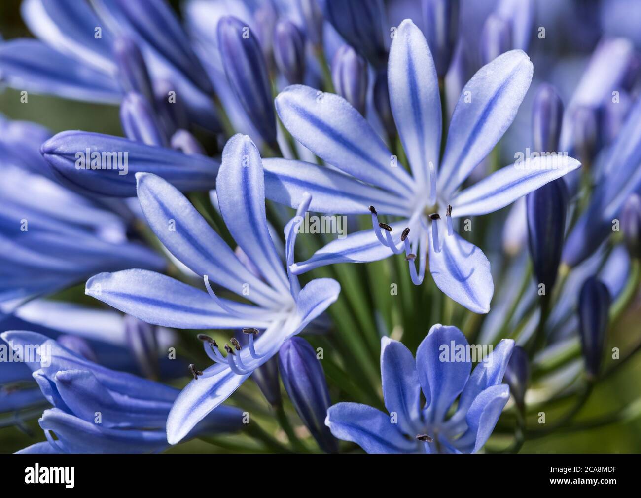Close up of a head of blue Agapanthus, aka Lily of the Nile, or African ...