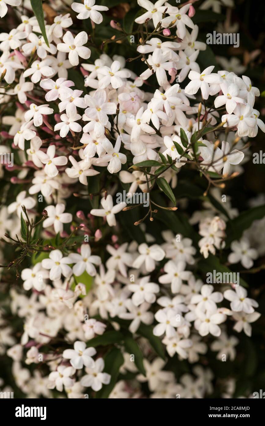 Jasminum officinale, common Jasmine. A close up of fragrant Jasmine
