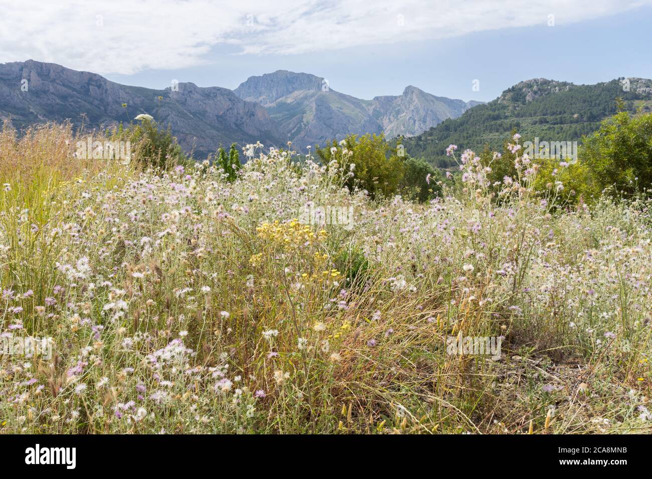 natural wildflower meadow and mountain panorama in Spain travel