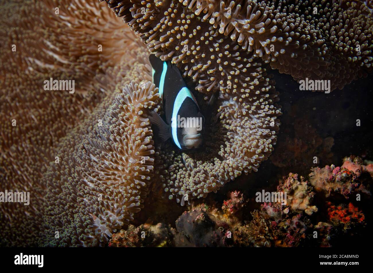 Clark's Anemonefish, Amphiprion clarkii, on a Merten's Carpet Anemone, Stichodactyla mertensii, Tulamben, Bali Stock Photo