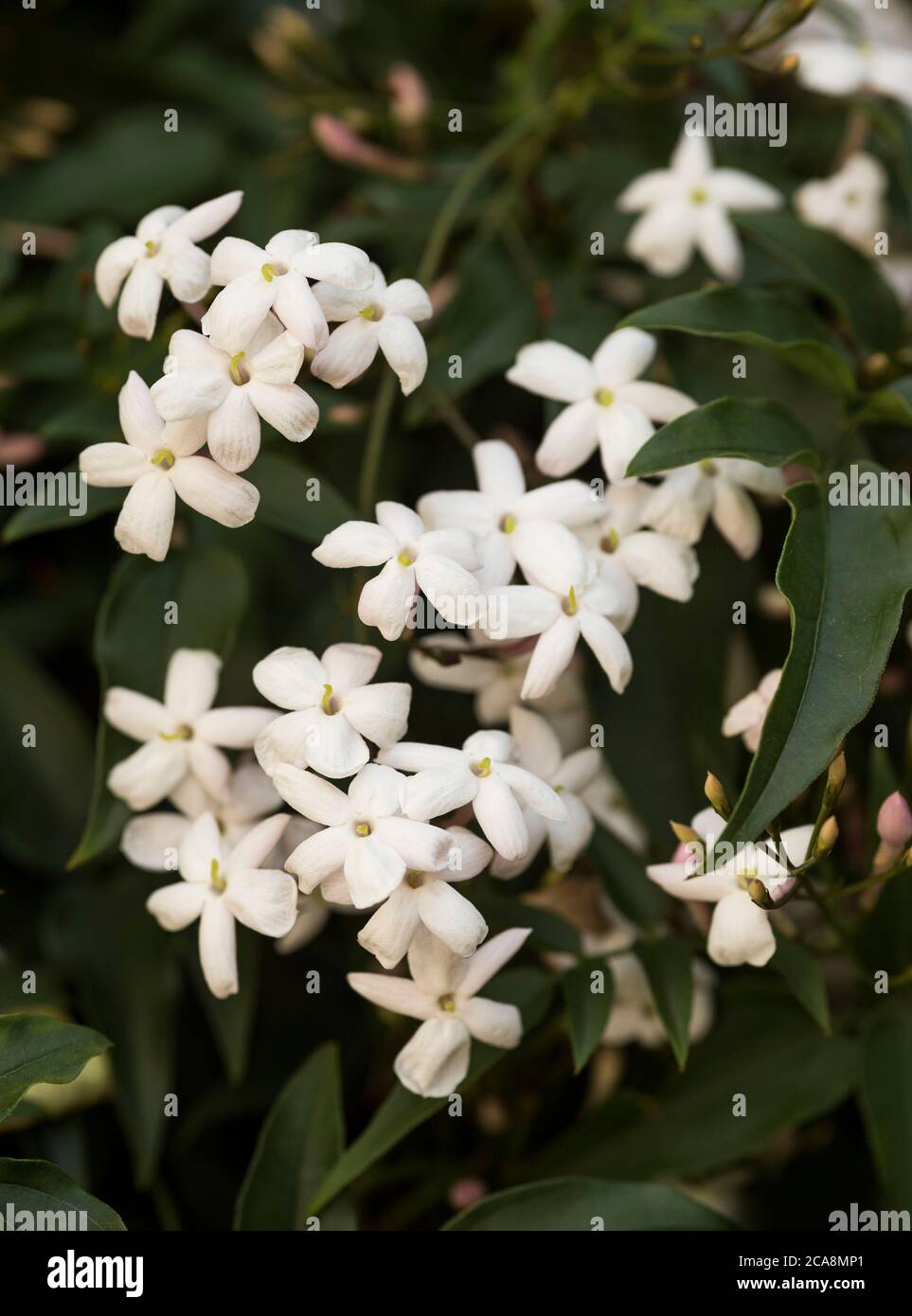 Jasminum officinale, common Jasmine. A close up of fragrant Jasmine flowers, a genus of shrubs and vines in the olive family. Deciduous or evergreen. Stock Photo