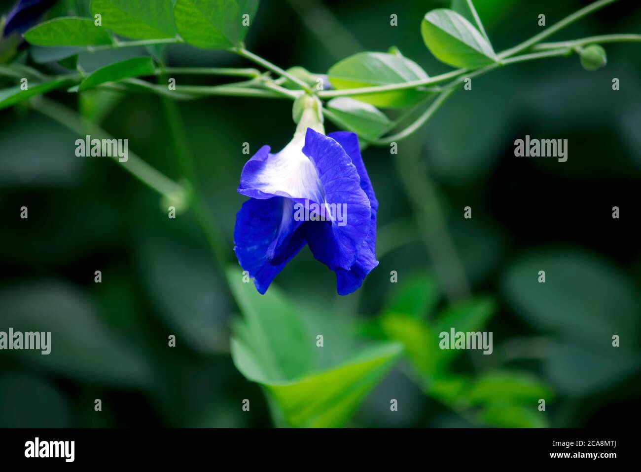 Clitoria ternatea also known as the Butterfly Pea Flower, used for food