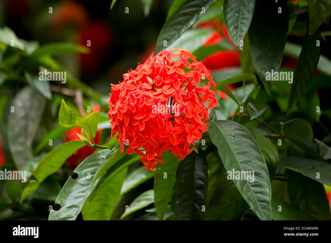 Beautiful Red spike flower. King Ixora blooming (Ixora chinensis). Stock Photo