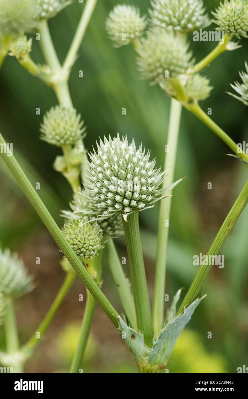 Eryngium yuccifolium, known as rattlesnake master, button eryngo, and