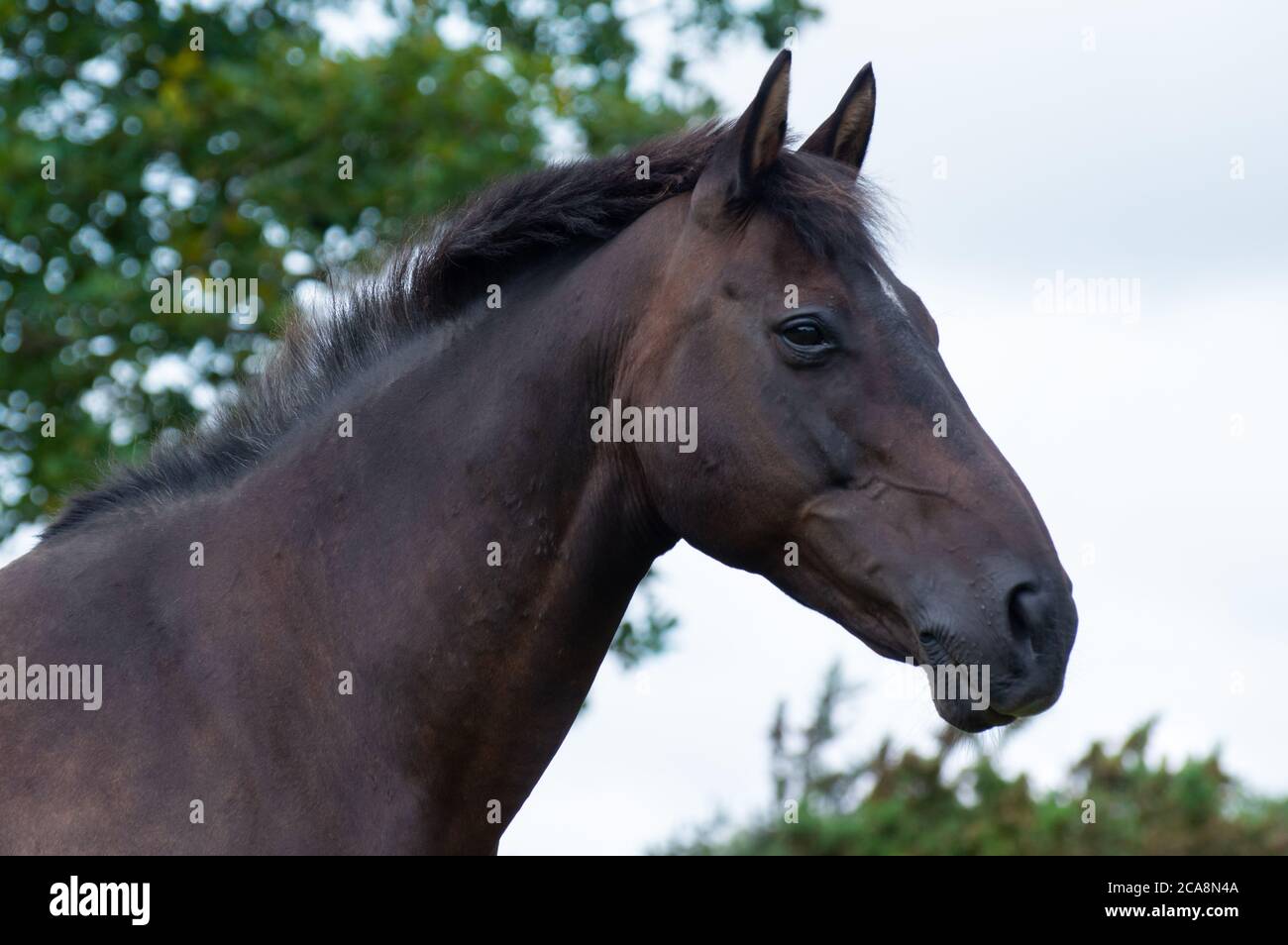 A portrait of a bay thoroughbred mare, with bokeh trees in the background. Stock Photo