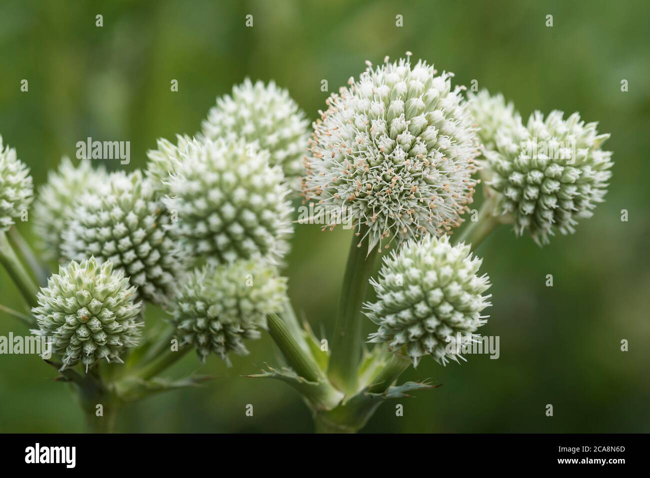 Eryngium yuccifolium, known as rattlesnake master, button eryngo, and button snake-root, is a clump-forming, blue green perennial herb, parsley family Stock Photo