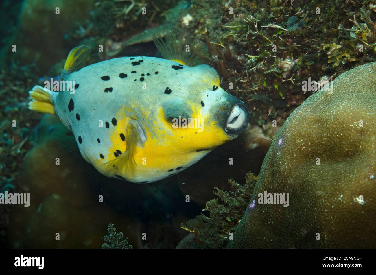 Yellow pufferfish hi-res stock photography and images - Alamy