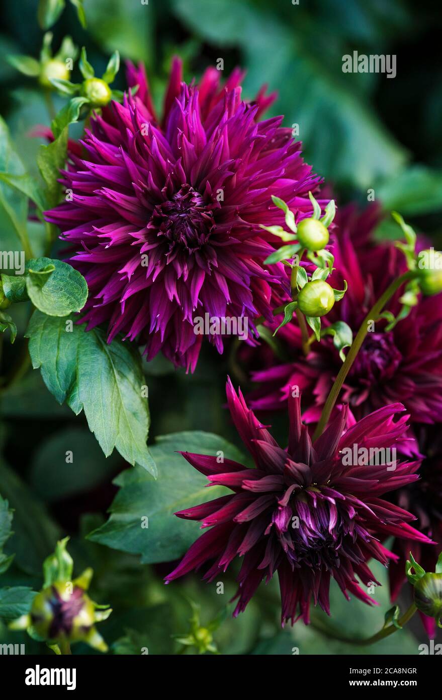 Dahlias insects hi-res stock photography and images - Alamy