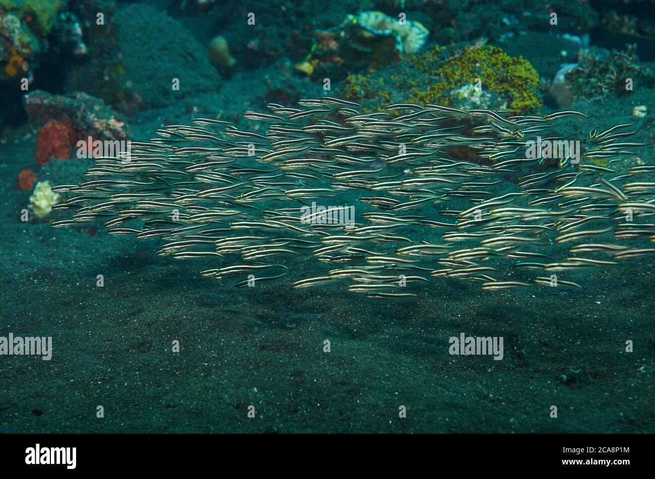 School of Marine Coral Catfish, Plotosus lineatus. Also known as Striped Catfish and Striped Eel Catfish, over volcanic sand, Tulamben, Bali Stock Photo