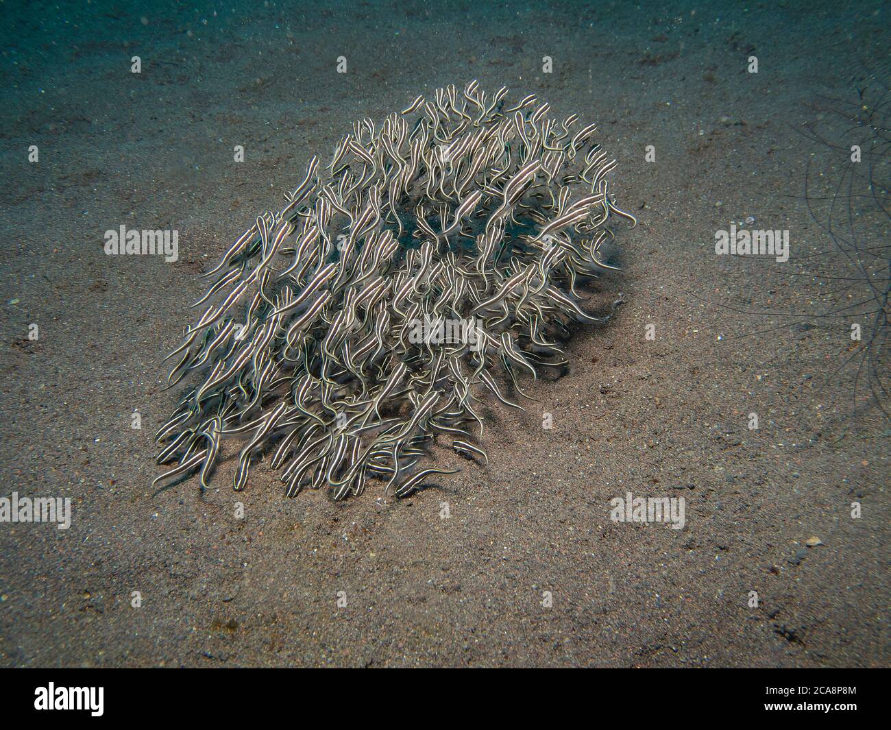 School of Marine Coral Catfish, Plotosus lineatus. Also known as Striped Catfish and Striped Eel Catfish, over volcanic sand, Tulamben, Bali Stock Photo