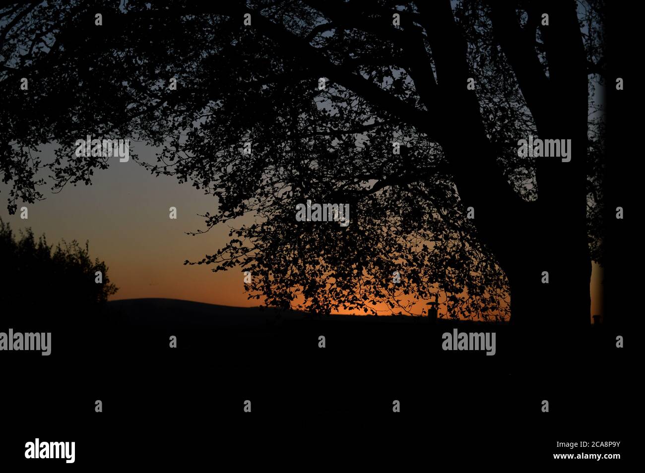 Silhouette of a huge tree against a sunset sky Stock Photo - Alamy