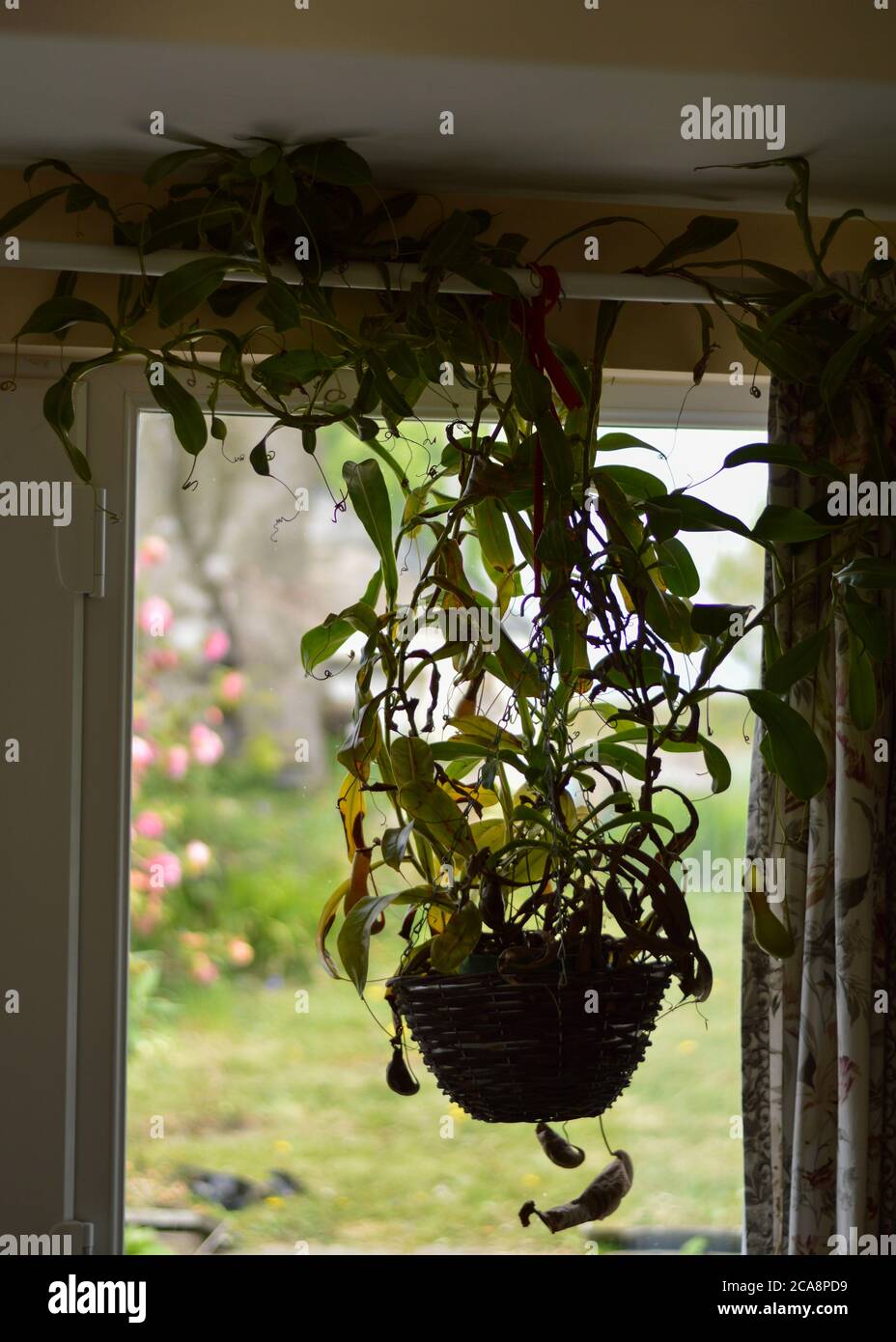 Monkey jar plant hanging inside by a window. Stock Photo