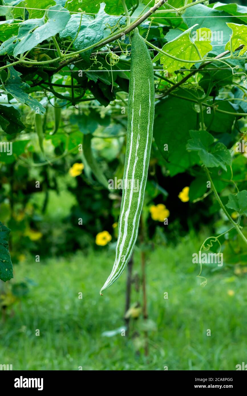 snake gourd hanging on vine Stock Photo