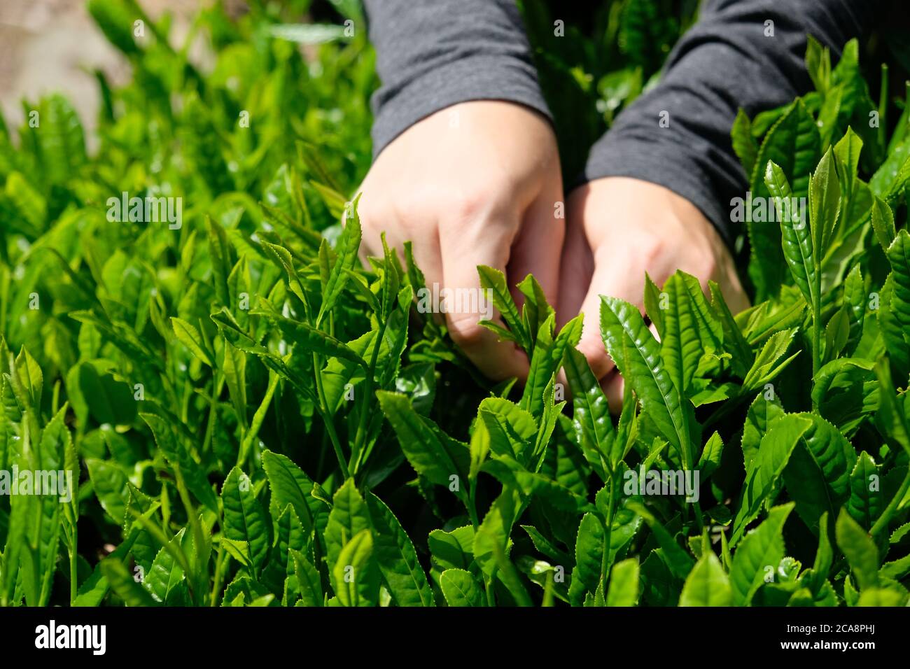 The best quality Japanese green tea leaves are hand-picked during harvest season. Shizuoka is one of the major tea production prefecture in Japan. Stock Photo
