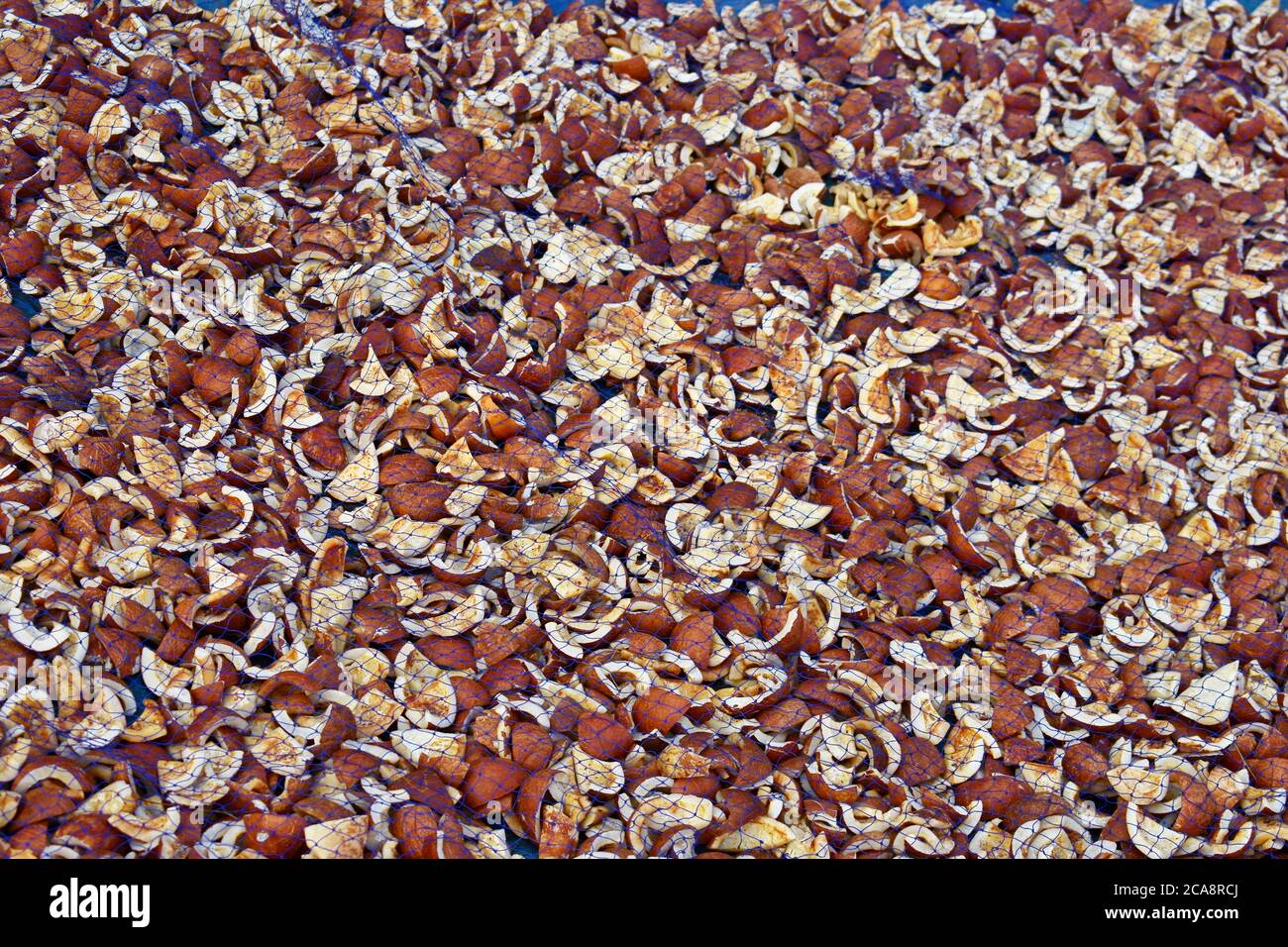 A whole lot a pieces of coconuts placed on a surface to naturally dried up by sun. Method used to make coconut oil. Stock Photo