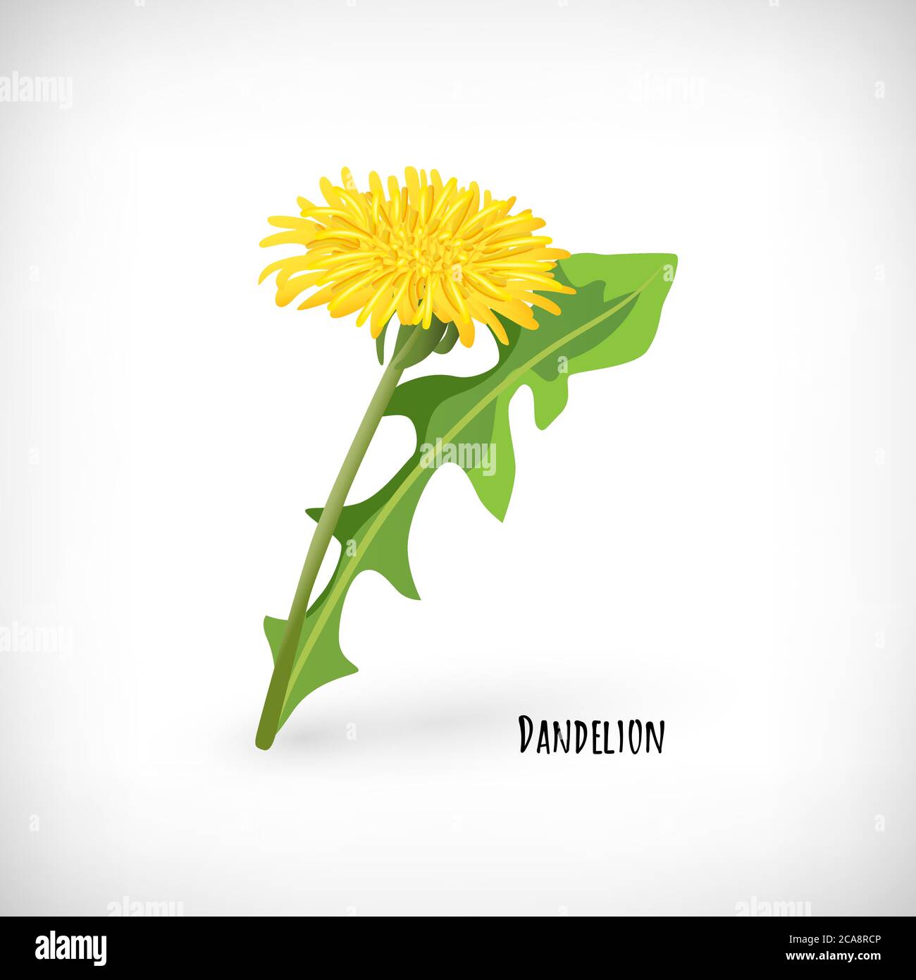 Dandelion leaf and flower icon isolated on white background. Healthy diet, vegetarian organic food. Green medicinal plant in flat style. Lettering Dandelion. Herb collection. Vector illustration. Stock Vector