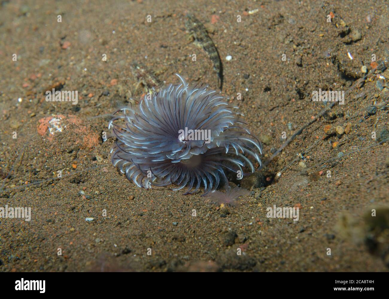 Feather duster worm (Bispira sp) on volcanic sand, Tulamben, Bali, Indonesia Stock Photo