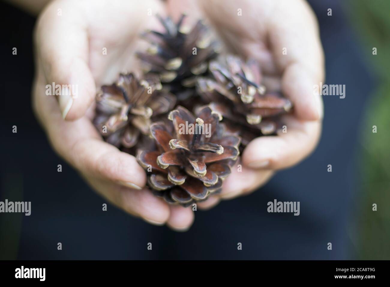 small pine cones on the palm Stock Photo