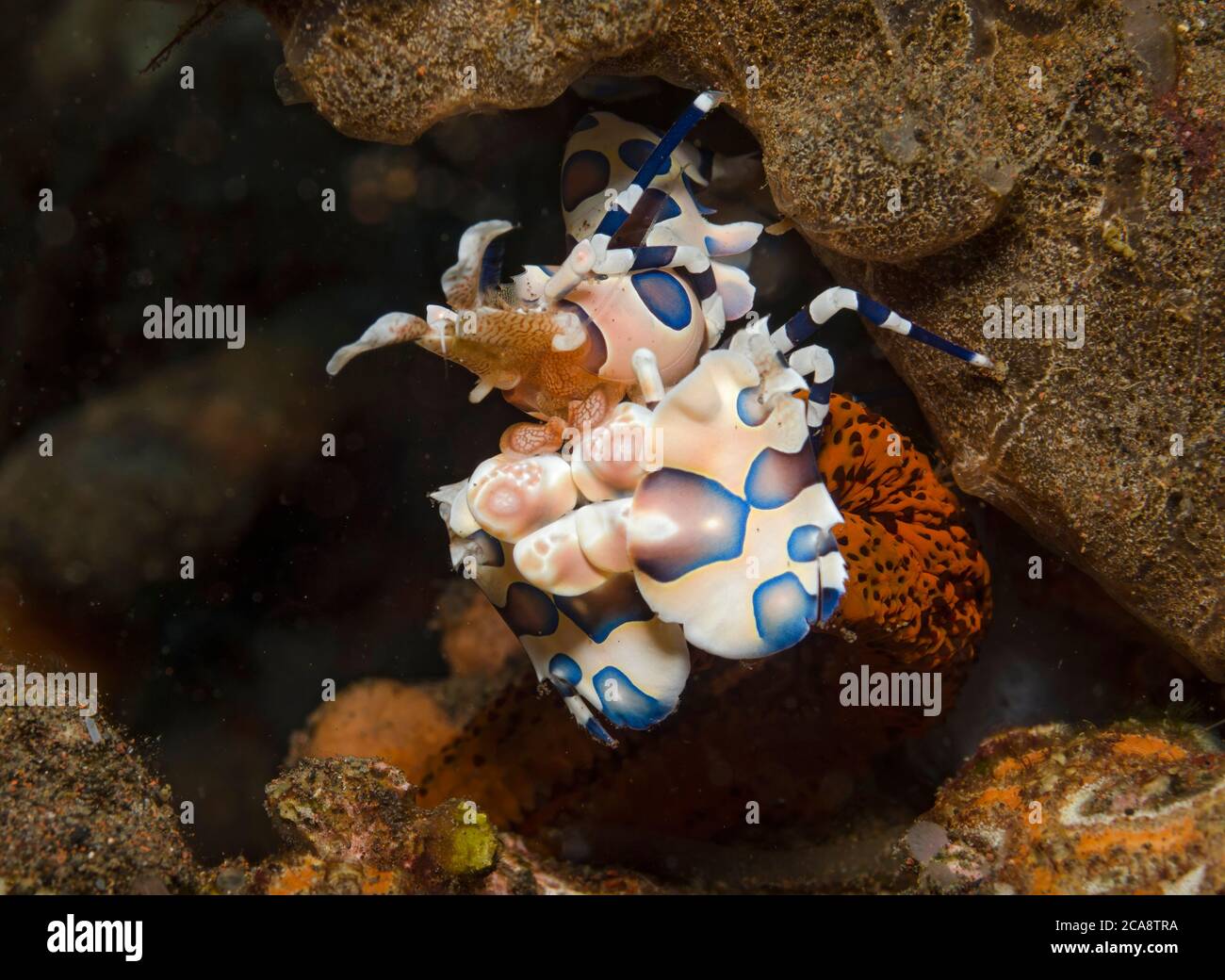 Blue Harlequin Shrimp, Hymenocera elegans, on a Sea Star, Tulamben, Bali, Indonesia Stock Photo