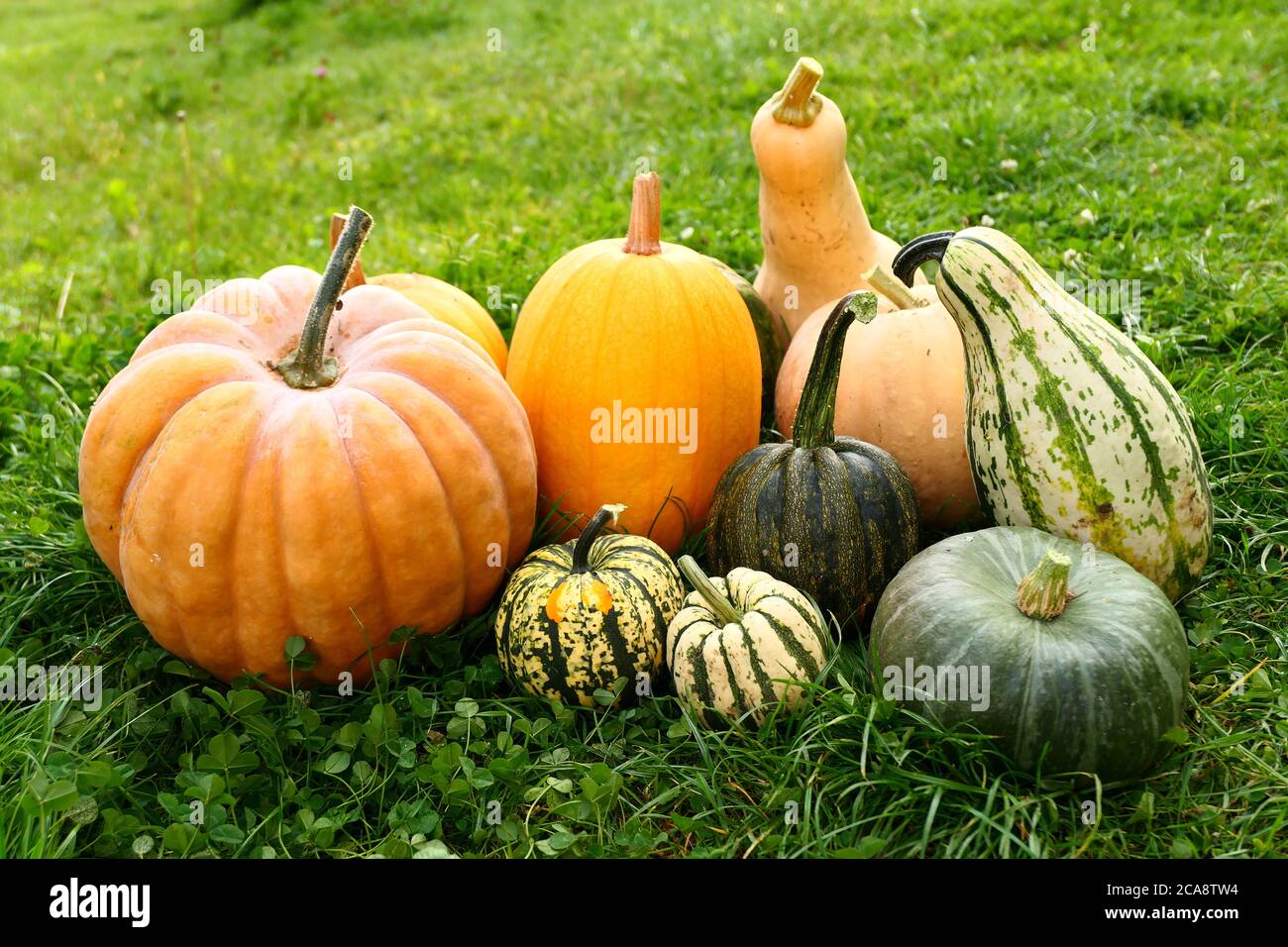 Pumpkin and squash gourds harvest Stock Photo Alamy