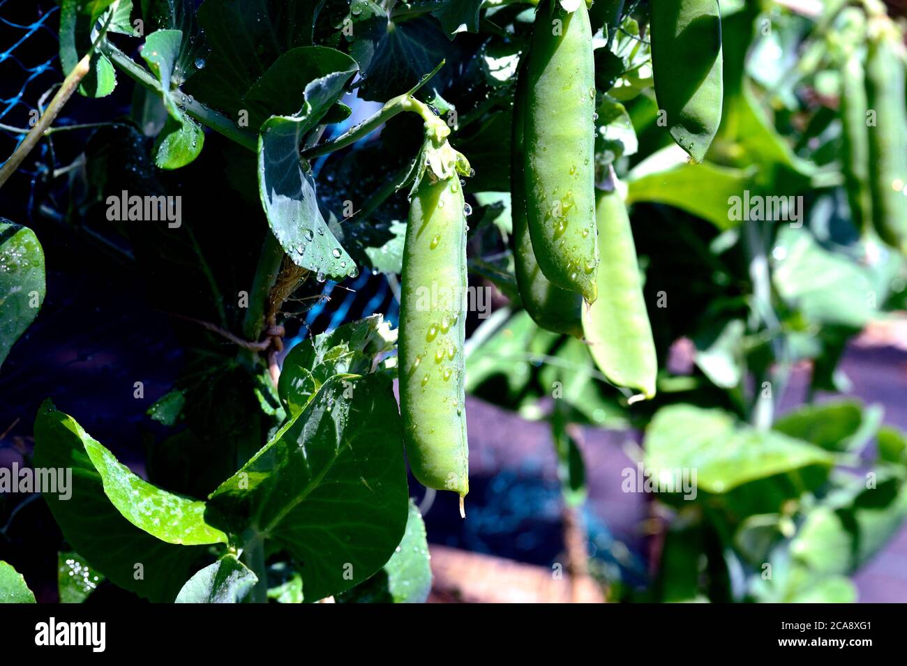 Fresh Peas hanging in pods Stock Photo