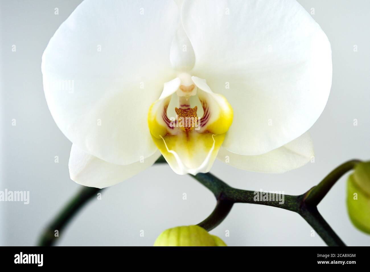 White Orchid flower close up Stock Photo