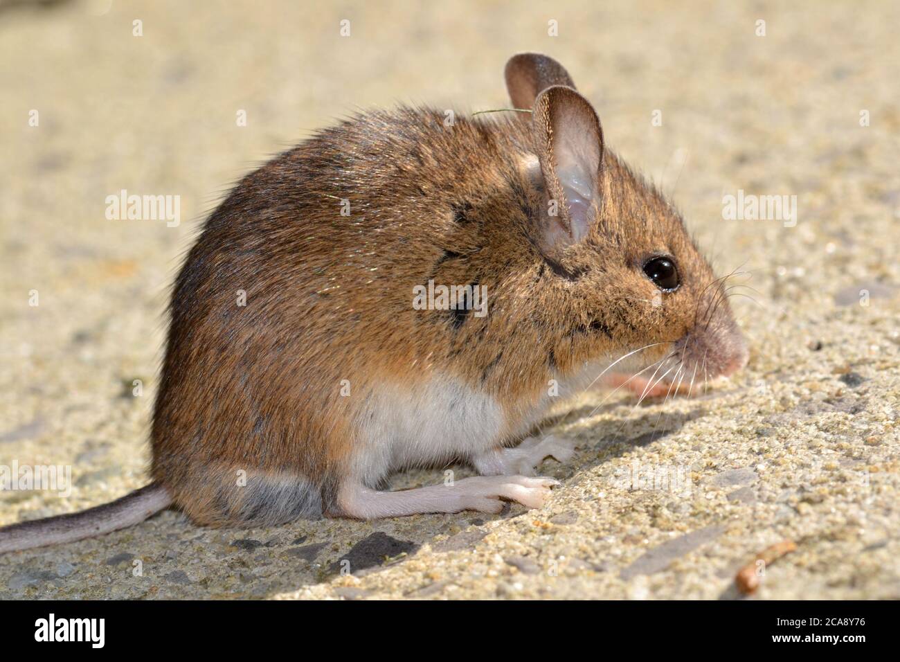 Wood Mouse Stock Photo