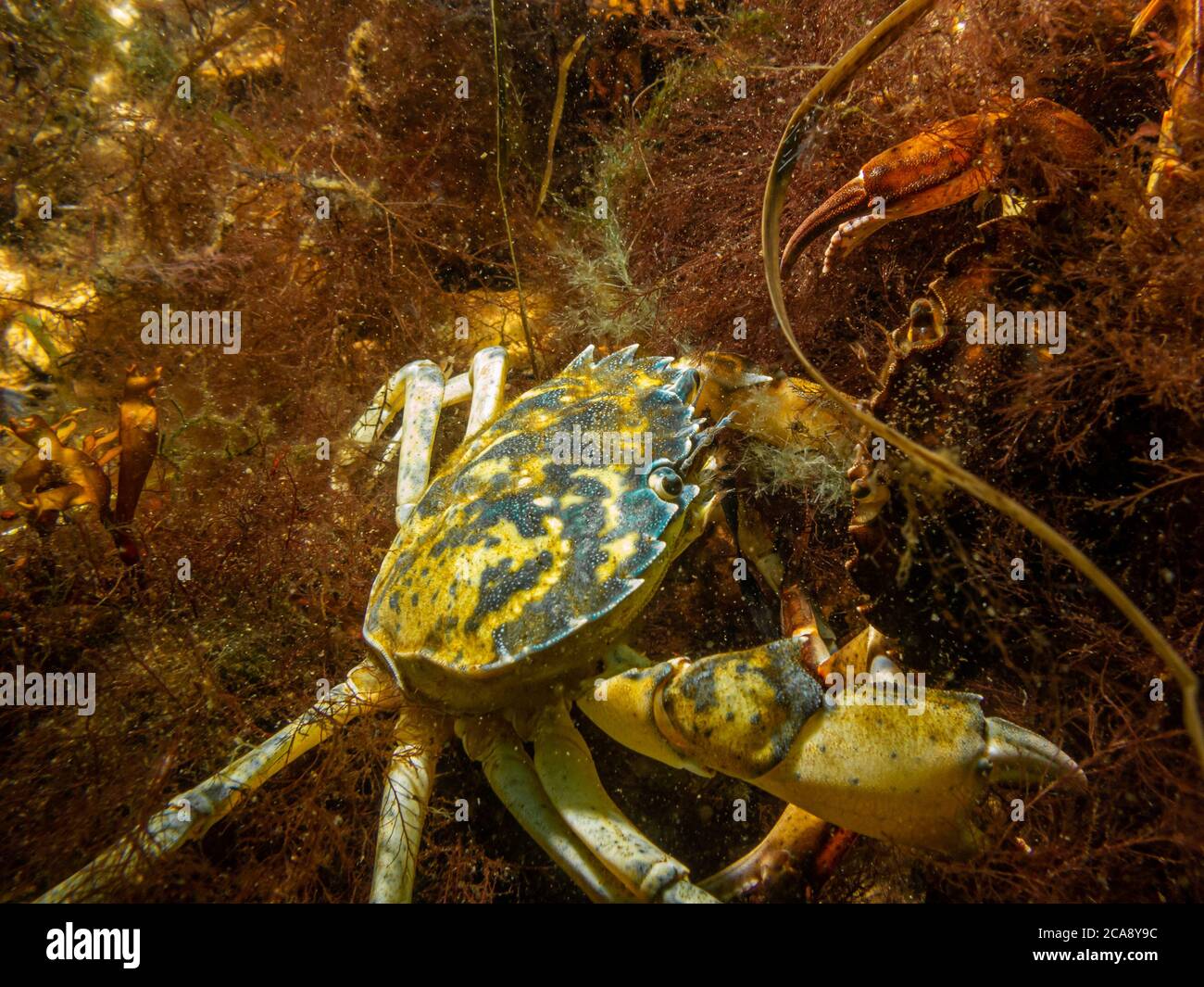 A closeup underwater picture of a crab almost pinching the camera with