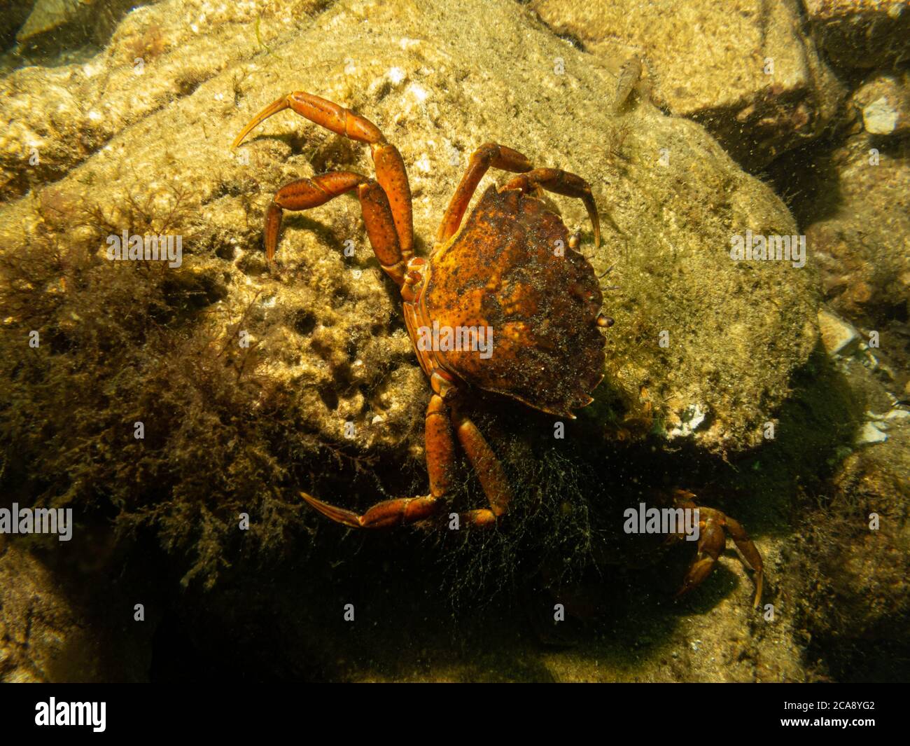A closeup underwater picture of a crab taking shelter among stones and seaweed. Picture from Oresund, Malmo in southern Sweden. Stock Photo