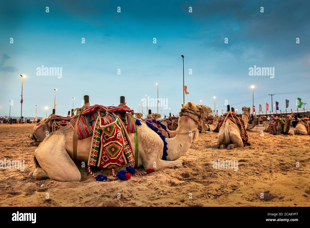 Camels on desert Safari traditional festival in Abqaiq -Saudi Arabia. Stock Photo