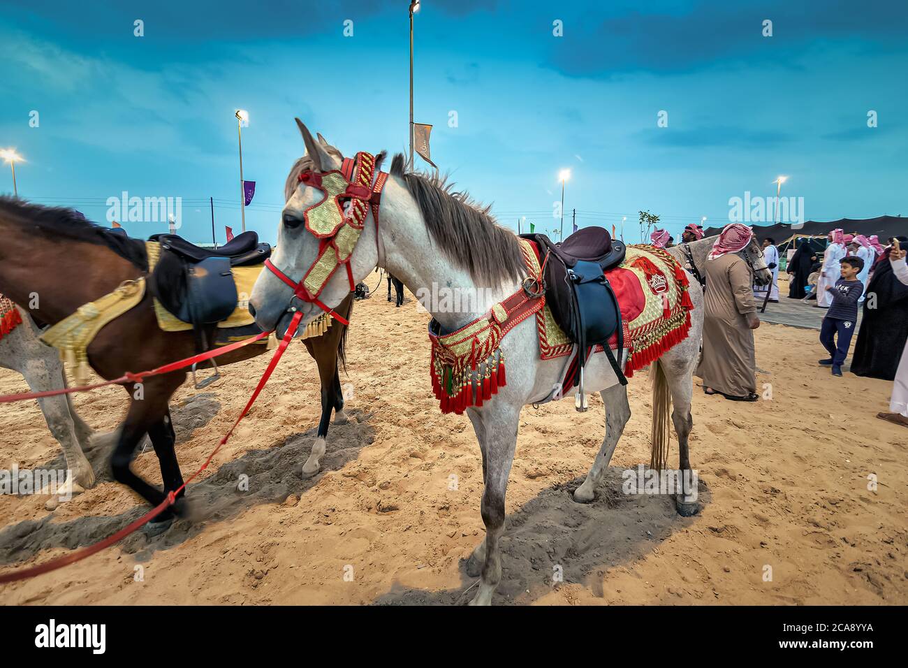 Horse on desert Safari traditional festival in Abqaiq - Saudi Arabia 10-Jan-2020 Stock Photo