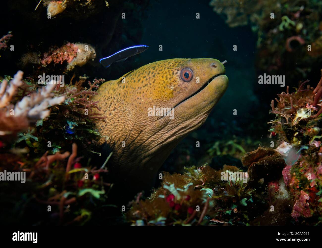 Yellowmargin Moray Eel, Gymnothorax flavimarginatus, with Bluestreak cleaner wrasse, Labroides dimidiatus, Tulamben, Bali Stock Photo