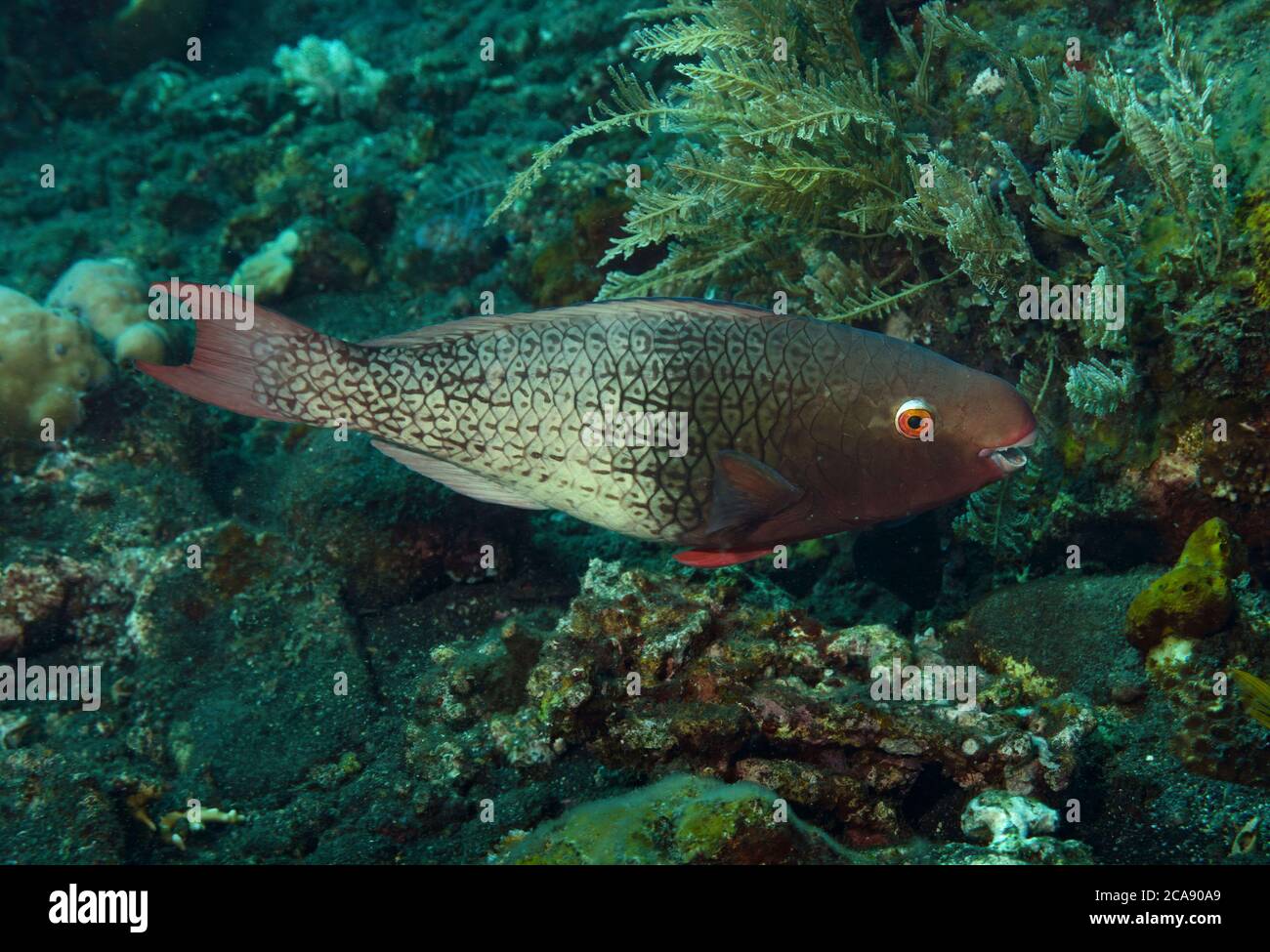 The initial phase of an ember parrotfish, Scarus rubroviolaceus, Scaridae, swimming over reef, Tulamben, Bali Stock Photo
