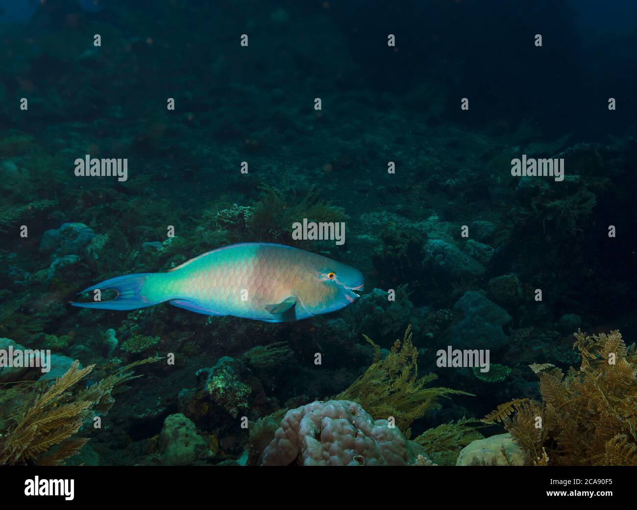 Ember Parrotfish, Scarus rubroviolaceus, Scaridae, swimming over reef, Tulamben, Bali Stock Photo