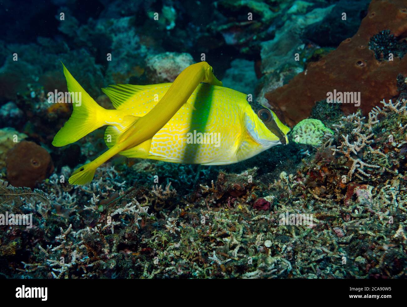 Trumpetfish, Aulostomus maculatus, swimming behind a Masked rabbitfish, Siganus puellus, in order to ambush prey, Tulamben, Bali Stock Photo
