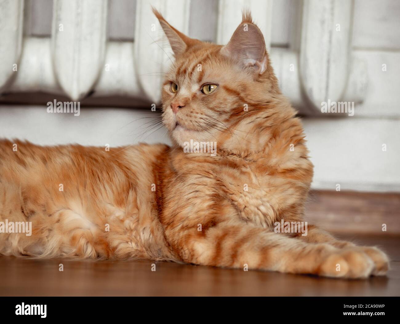 DRC Stainless Pin Set 2pcs