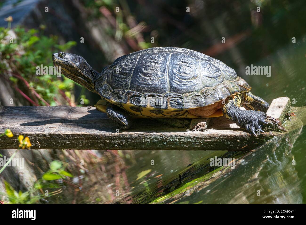 Terrapin Turtles Malaclemys terrapin tortues Stock Photo Alamy