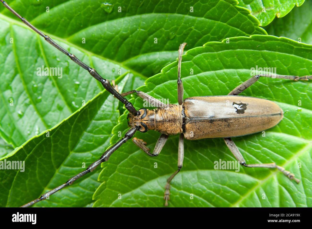 Mountain oak longhorned beetle (Massicus raddei) in Japan summer. Isolated on green leaves background. Close-up. Stock Photo