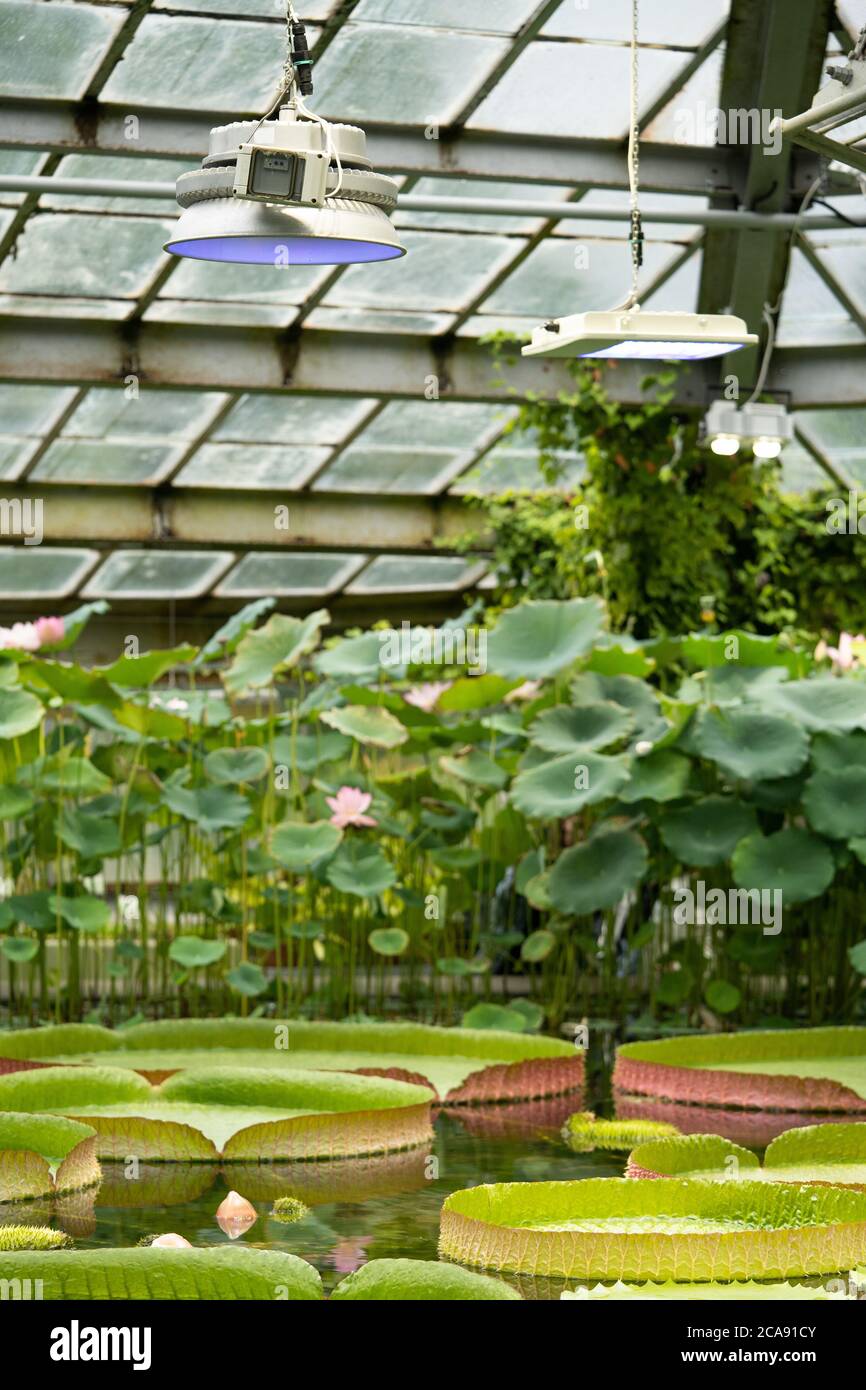 Tropical aquatic plants - pink lotus, giant water lily and Amazonian Victoria floating in greenhouse, grow under additional lighting by phytolamps. Stock Photo
