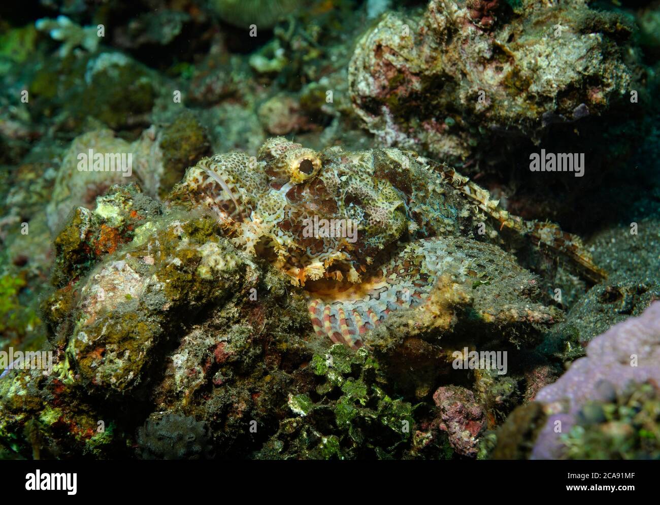 Tasselled Scorpionfish, Scorpaenopsis oxycephala, Tulamben, Bali, Indonesia Stock Photo