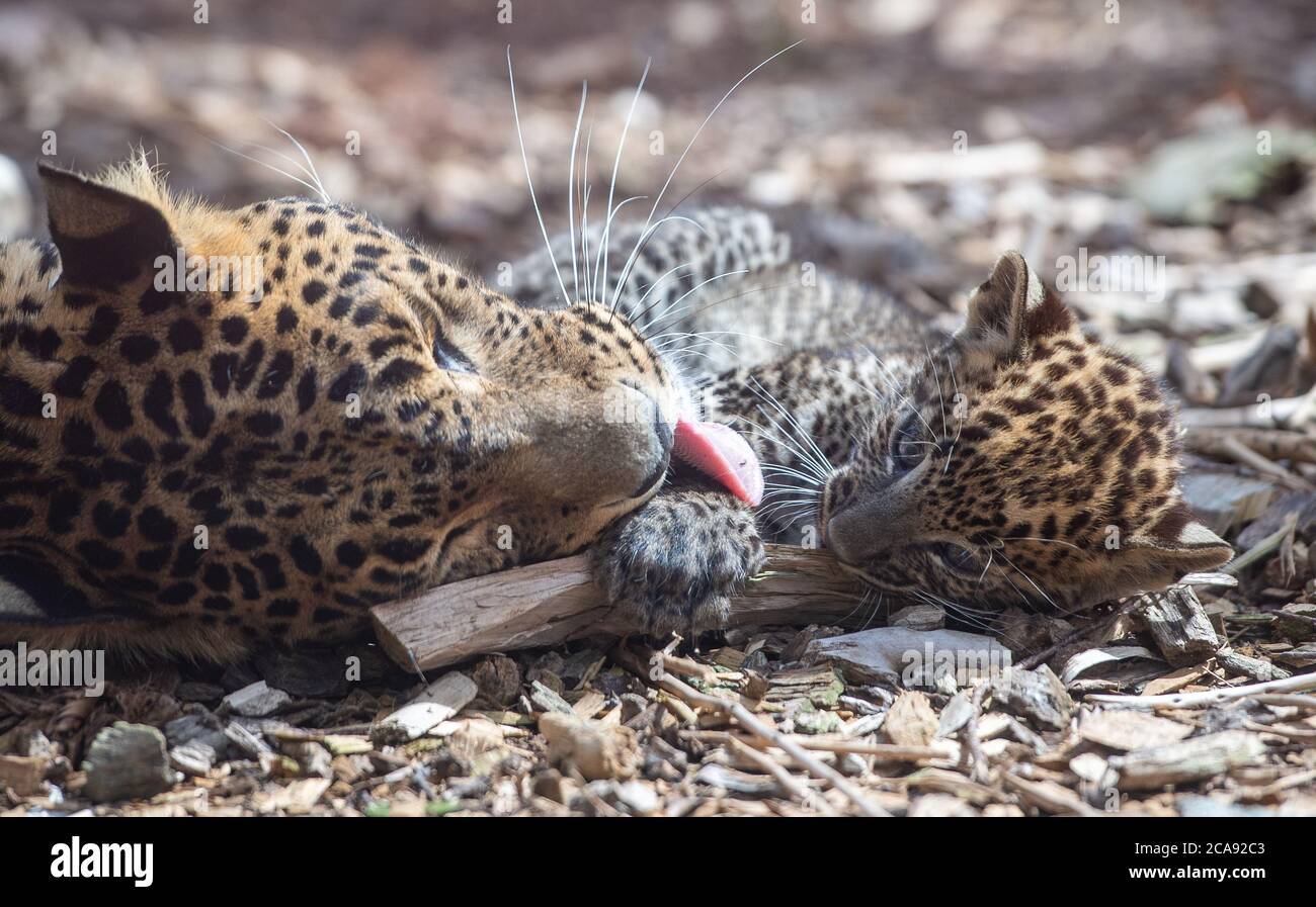 Sri Lankan leopard Sariska cleans one of her eight-week-old cubs in their enclosure at Banham Zoo, Norfolk. The pair of male cubs, who are yet to be named, were born on June 4 to mother Sariska and her breeding partner Mias. Stock Photo