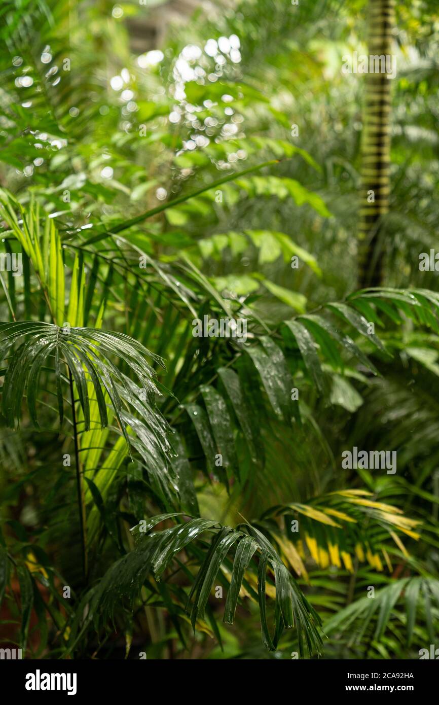 Green plants in tropical rainforest in rain season. Green palm leaves in tropical forest with water drops. Stock Photo