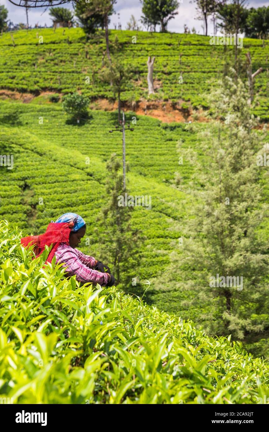 Tea plucker, Nuwara Eliya, Central Province, Sri Lanka, Asia Stock Photo