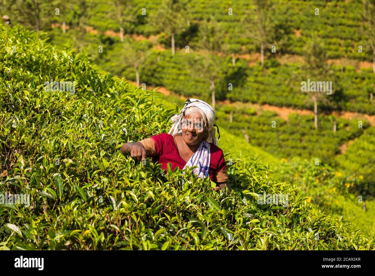 Tea plucking, Castlereagh Lake, Hatton, Central Province, Sri Lanka, Asia Stock Photo