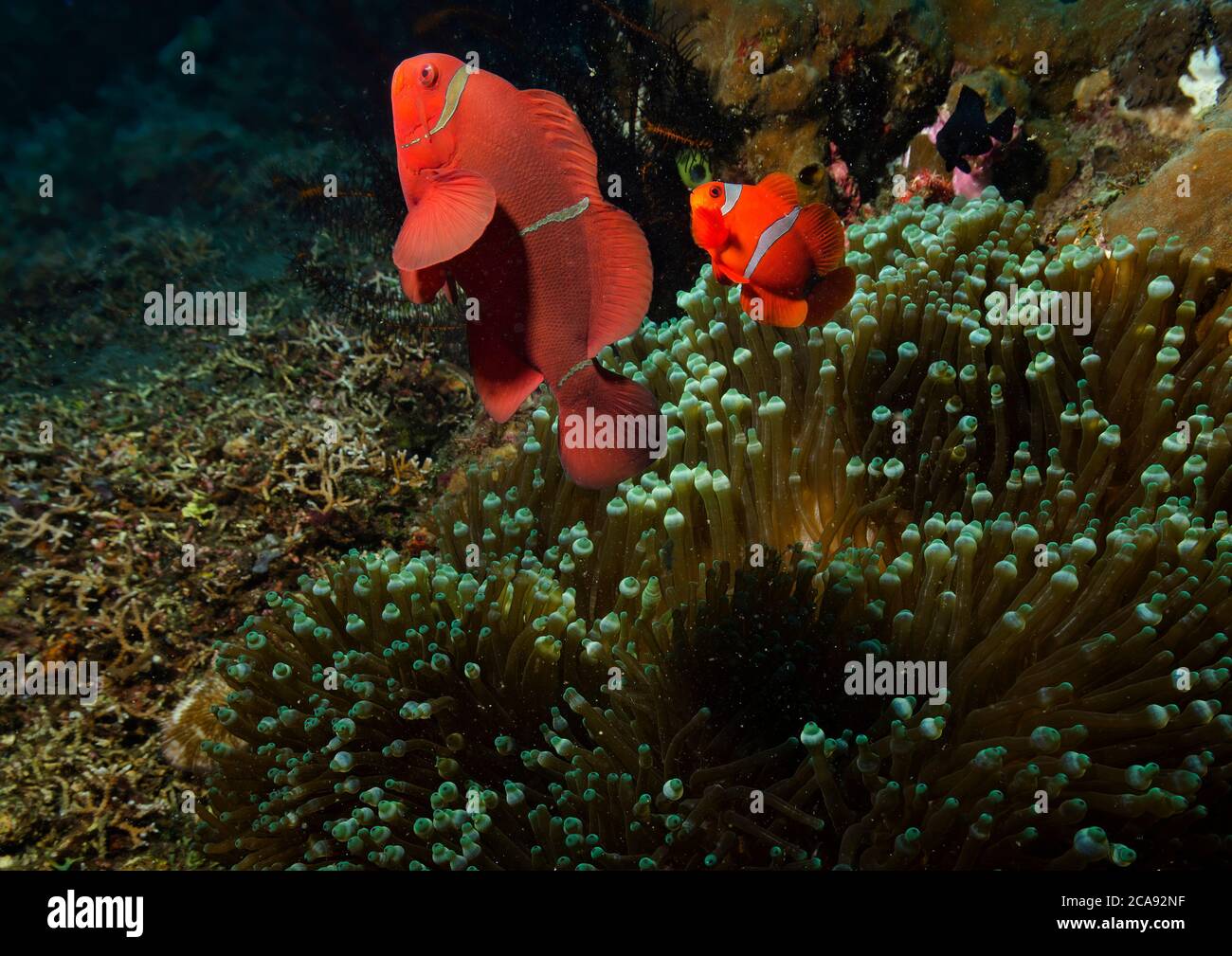 Spinecheek Anemonefish, Premnas biaculeatus, adult with young, sheltering in anemone, Tulamben, Bali Stock Photo