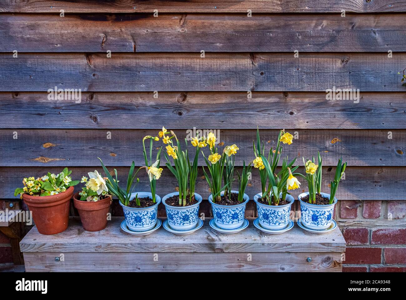 Terracotta plant pots daffodils outside hires stock photography and