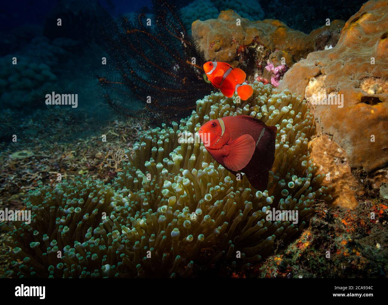 Spinecheek Anemonefish, Premnas biaculeatus, adult with young, sheltering in anemone, Tulamben, Bali Stock Photo