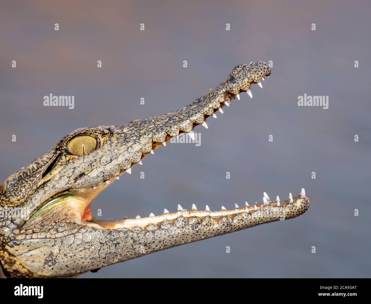 Head detail of a juvenile Nile crocodile (Crocodylus niloticus), basking in the sun, Lake Kariba, Zimbabwe, Africa Stock Photo