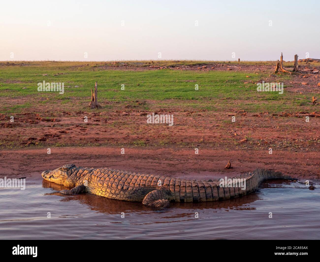An adult Nile crocodile (Crocodylus niloticus), basking in the sun on the shoreline of Lake Kariba, Zimbabwe, Africa Stock Photo